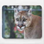 Florida panther mousepads