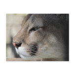 Florida Panther postcards
