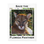 Florida Panther postcards