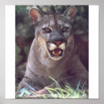 Florida Panther Print