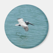 Florida Pelican Flight Magnet