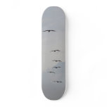 Florida Pelicans Birds Flight Clouds Skateboard