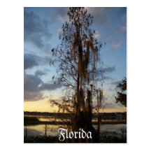 Florida Postcard