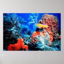 Florida Reef
