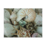 Florida Sea Shells Postcard