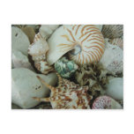 Florida Sea Shells postcards