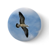 Florida seagull flying against blue sky buttons