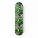 Florida Squirrel Walking In Grass Skateboard