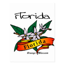 Florida State Flower Orange Blossom Post Cards