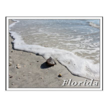 Florida summer vacation seashell on the beach post cards