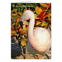 Florida Sunshine State Beautiful Flamingo! Card