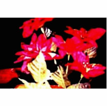 florz Sculpture Photo Cutouts