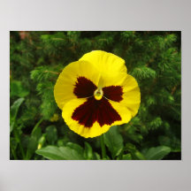 flower1 poster