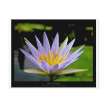 Flower 026 Blue Water Lily Postcard