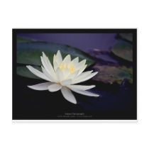 Flower 039 White Water Lily Postcard