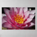 Flower  1 posters