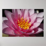 Flower  1 posters