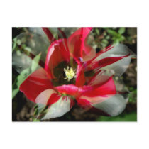 Flower 2 postkarten