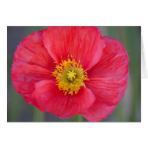 Flower Art Greeting Card