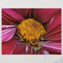 Flower - At the centre of it all Personalised Flyer