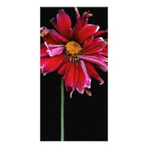 Flower - Bad hair day Photo Greeting Card