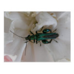Flower Beetle Postcard