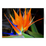 Flower: Bird of Paradise