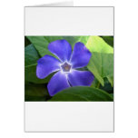 flower,blue vinca major flower greeting cards