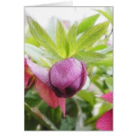 Flower Bud - Helleborus x hybridus cards