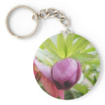 Flower Bud - Helleborus x hybridus keychains