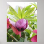 Flower Bud - Helleborus x hybridus posters