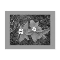 Flower BW Postcards