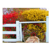 Flower Cart - Postcard