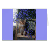 Flower Cat Cards