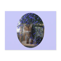 Flower Cat (oval) Post Card