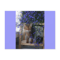 Flower Cat Postcard
