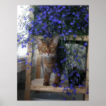 Flower Cat Posters