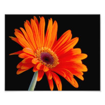 Flower Close Up Photo