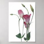 Flower Collection 2