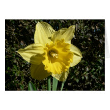 Flower Daffodil Cards