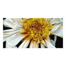 Flower - Daisy - Drunken sun Picture Card
