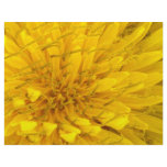 Flower - Dandelion flyers