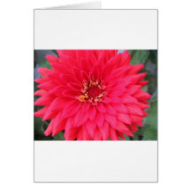 flower,dark pink zinnia cards