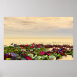 Flower fields print