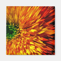 Flower Fireworks Magnet