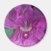 Flower  flowers magnets