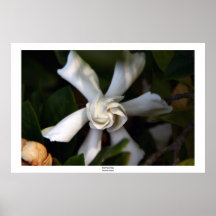 Flower Four Posters