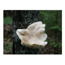 Flower Fungus Postcard