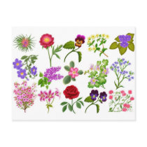 Flower Garden Postcard