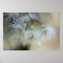 Flower Gum - Australian Native Tree Posters